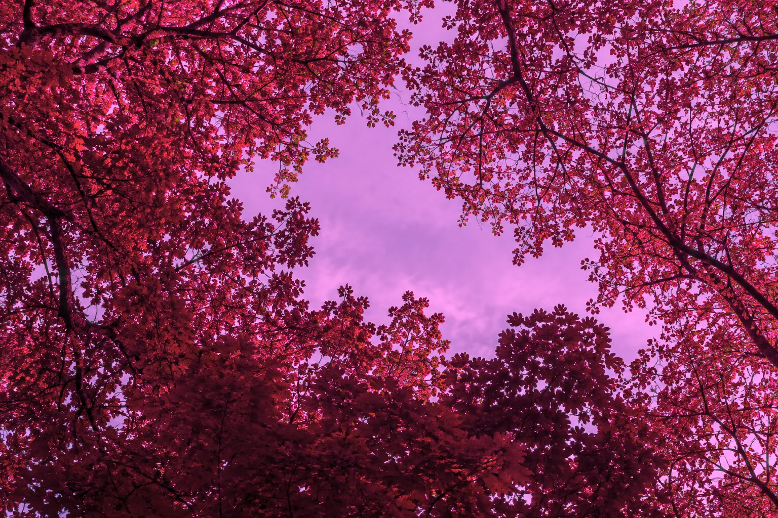 Dieselben Blätter in gedämpftem Magentarot vor violettem Himmel.